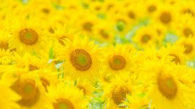 夏季休業のお知らせのアイキャッチ画像
